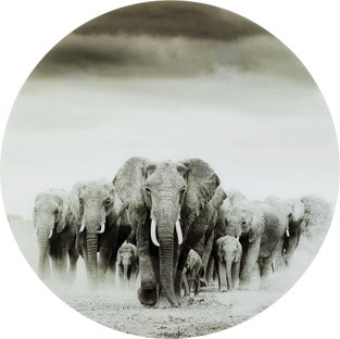 Glasbild Elephant Walk Ø120cm - Einzelstück – Grafik-1.