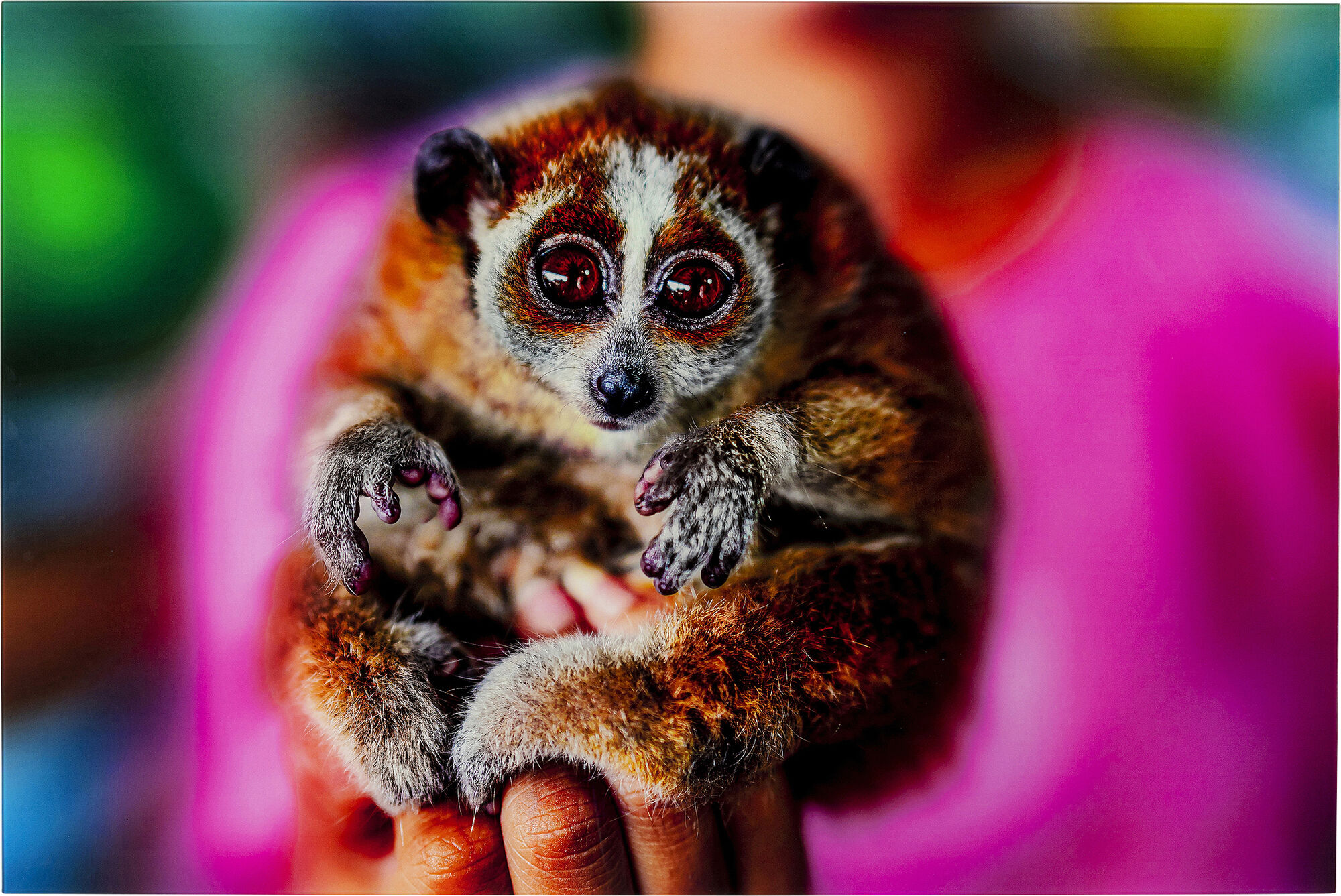 Bild Glas Slow Loris 80x120 – Grafik-1.