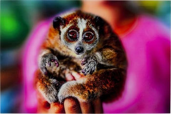Bild Glas Slow Loris 80x120 – Grafik-1.