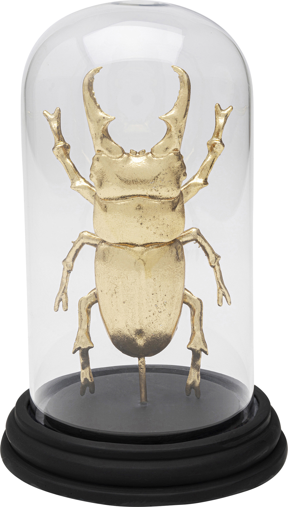 Deko Objekt Bell Jar Hercules Beetle 20cm
