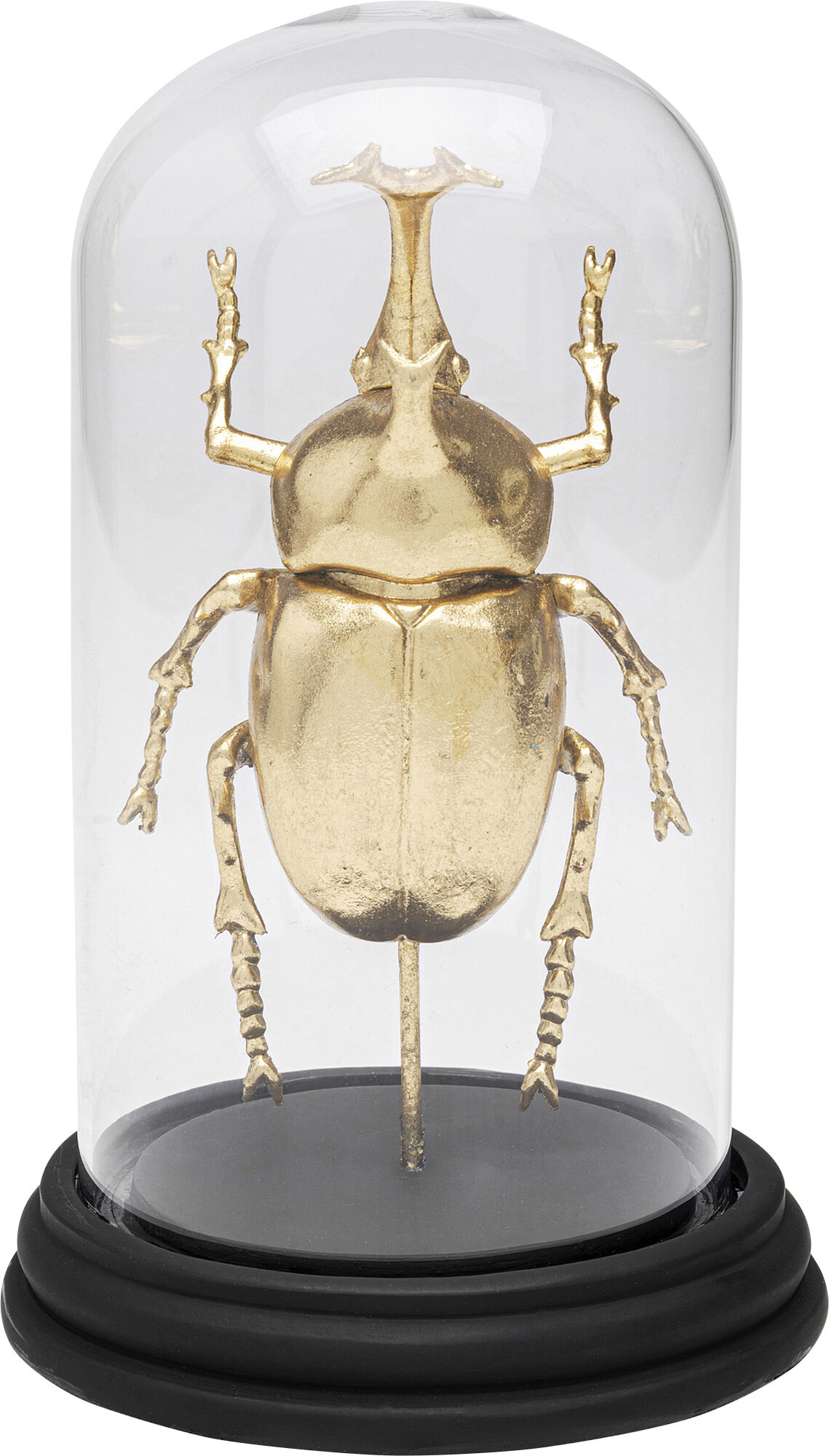 Deko Objekt Bell Jar Stag Beetle 20cm – Grafik-1.