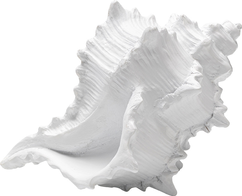 Deko Objekt Conch 19cm