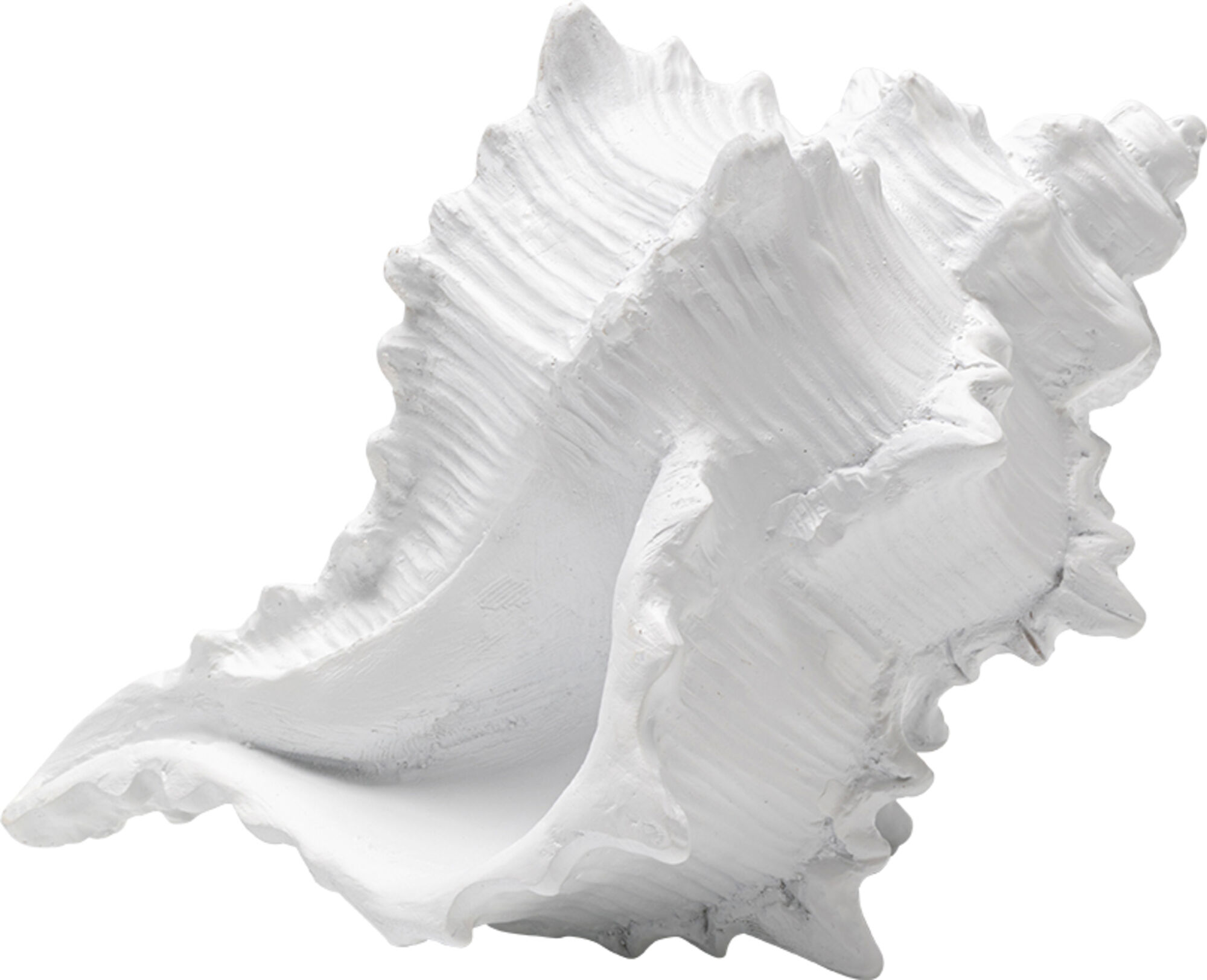 Deko Objekt Conch 19cm