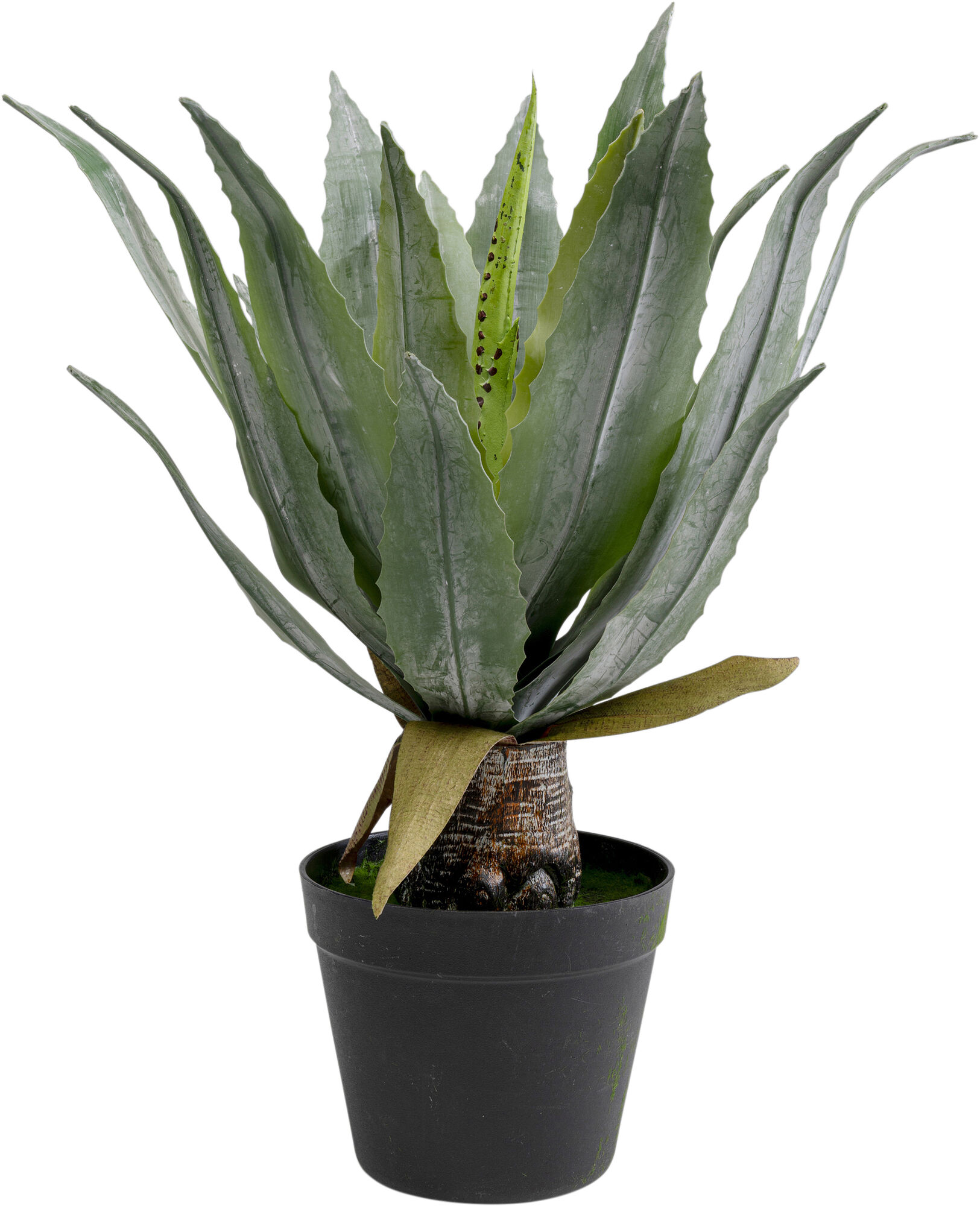 Deko Pflanze Agave 40cm – Grafik-1.