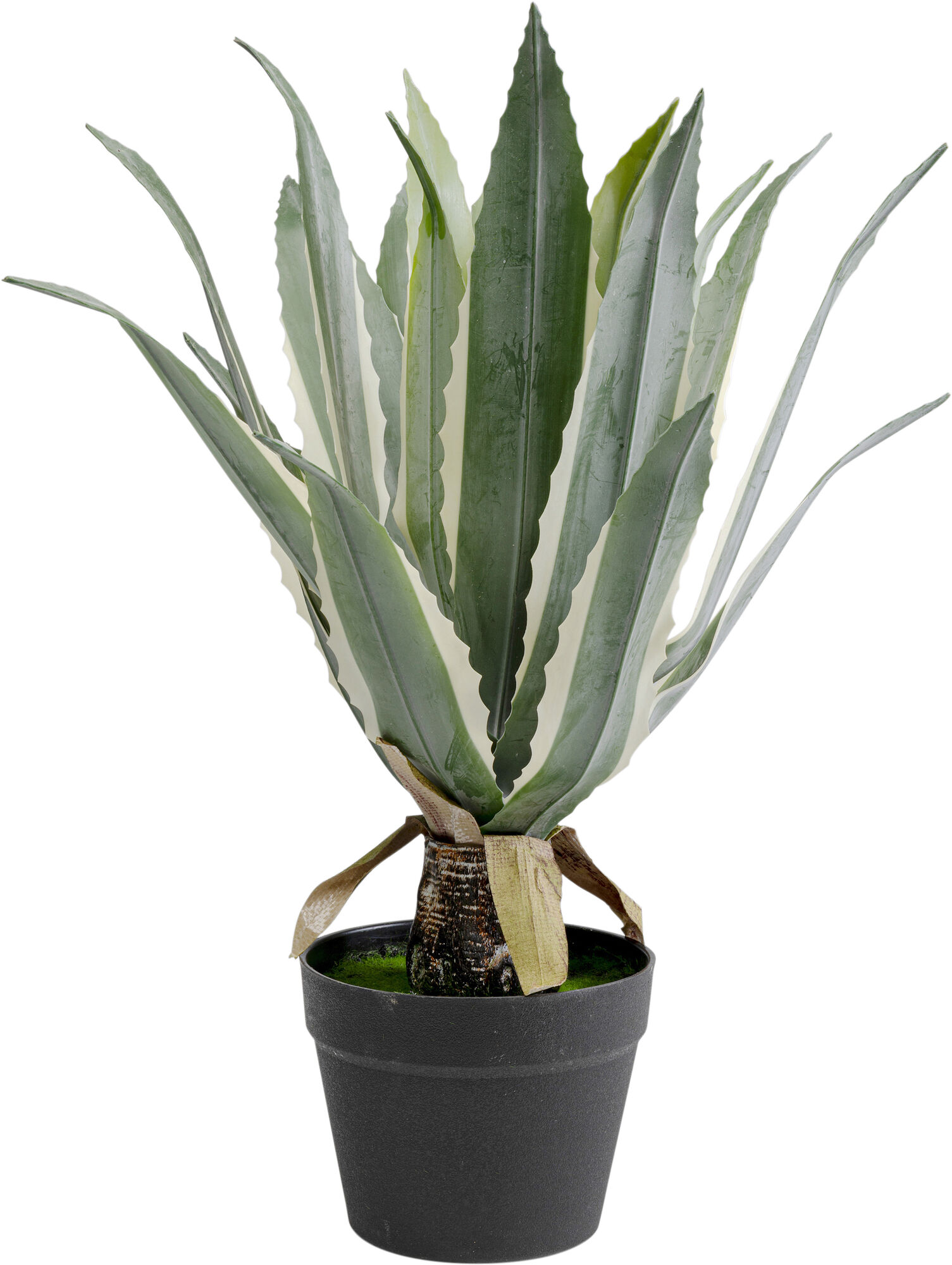 Deko Pflanze Agave 50cm – Grafik-1.