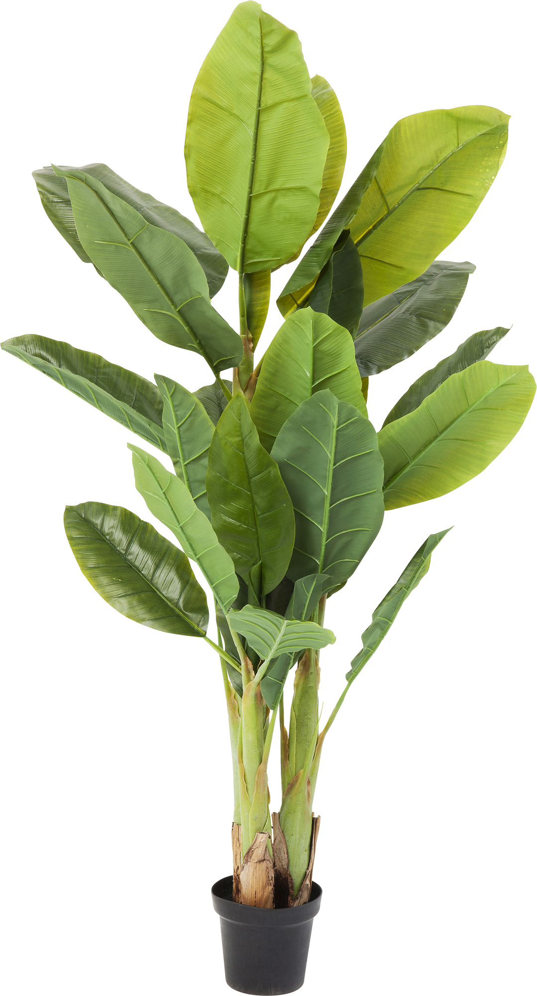 Produkt: Deko Pflanze Banana Tree 180cm.