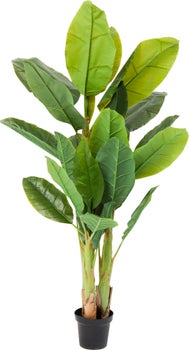 Produkt: Deko Pflanze Banana Tree 180cm.