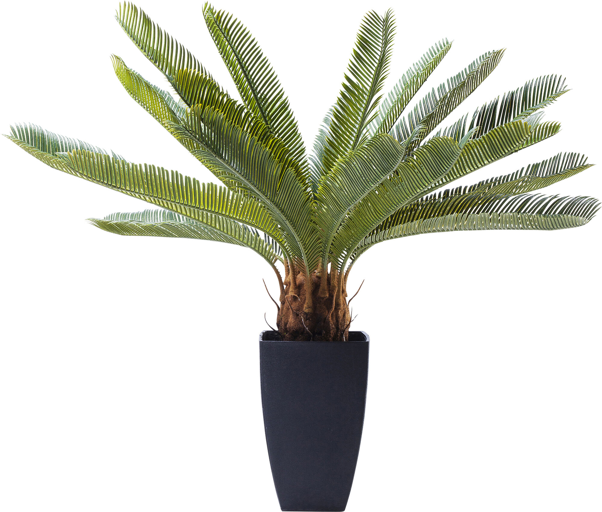 Deko Pflanze Cycas Tree 78cm – Grafik-1.