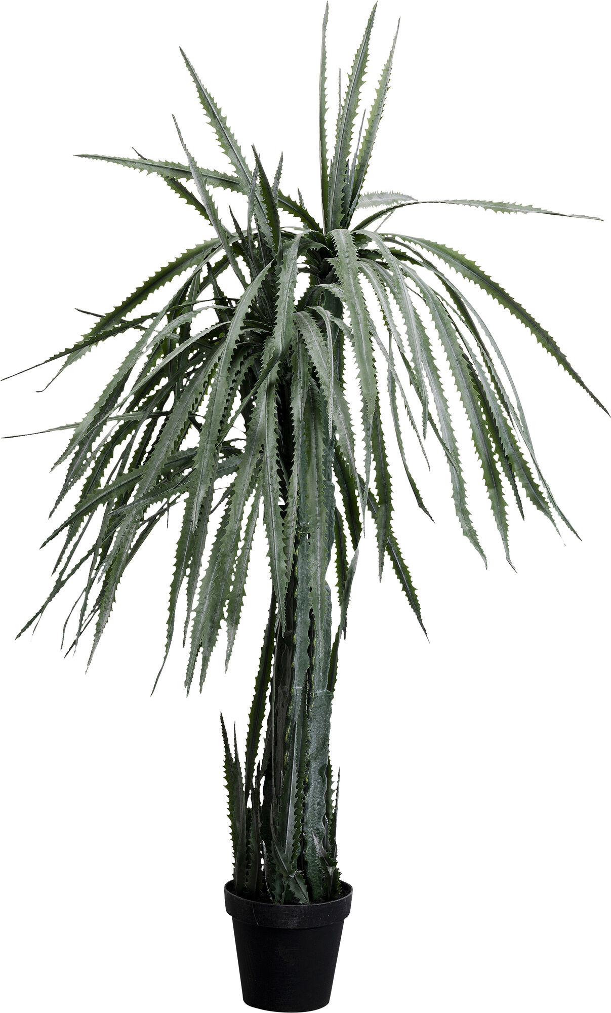Deko Pflanze Dragon Tree 155cm – Grafik-1.