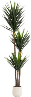 Deko Pflanze Yucca 250cm – Grafik-1.