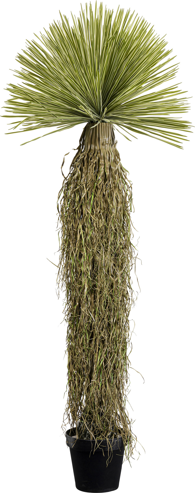 Produkt: Deko Pflanze Yucca Rostrata 180cm.