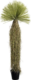 Deko Pflanze Yucca Rostrata 180cm – Grafik-1.