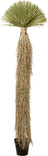 Deko Pflanze Yucca Rostrata 240cm – Grafik-1.