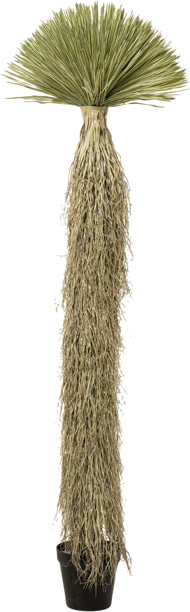 Deko Pflanze Yucca Rostrata 240cm – Grafik-1.