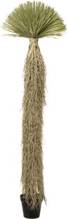 Deko Pflanze Yucca Rostrata 240cm – Grafik-1.