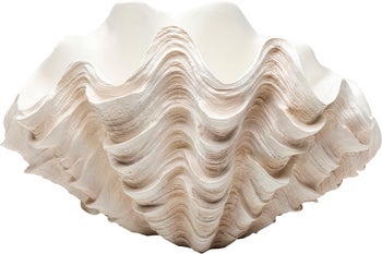 Deko Vase Concha 29cm – Grafik-1.