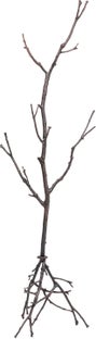 Garderobenständer Tree Branch 183cm - Einzelstück – Grafik-1.